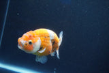 Ranchu  Calico 3.5 Inch (ID#1001R5c-75) Free2Day SHIPPING