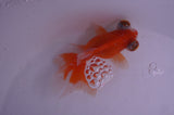 Butterfly  Red White 4 Inch (ID#408B8b-40) Free2Day SHIPPING
