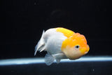 Juvenile Lionchu  Red White 3.5 Inch (ID#1217R11b-11) Free2Day SHIPPING