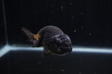 Ranchu  Black 4 Inch (ID#228R8c-69) Free2Day SHIPPING