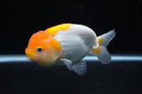 Juvenile Lionchu  Red White 3.5 Inch (ID#1217R11b-11) Free2Day SHIPPING