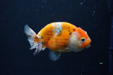 Ranchu  Calico 3.5 Inch (ID#1001R5c-75) Free2Day SHIPPING