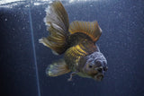 Thai Oranda  Bronze 6 Inch (ID#1105To6a-110)