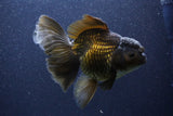 Thai Oranda  Bronze 6 Inch (ID#1105To6a-110)