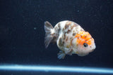 Milk Cow Ranchu  Calico 4 Inch (ID#1011R9a-69) Free2Day SHIPPING