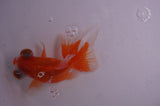 Butterfly  Red White 4 Inch (ID#408B8b-40) Free2Day SHIPPING