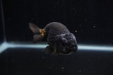 Ranchu  Black 4 Inch (ID#228R8c-69) Free2Day SHIPPING