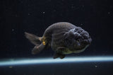 Ranchu  Black 4 Inch (ID#228R8c-69) Free2Day SHIPPING