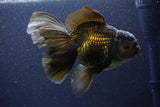 Thai Oranda  Bronze 6 Inch (ID#1105To6a-110)