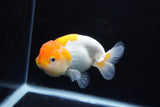 Juvenile Lionchu  Red White 3.5 Inch (ID#1217R11b-11) Free2Day SHIPPING