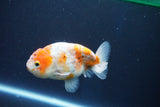 Ranchu  Calico 3.5 Inch (ID#1001R5c-76) Free2Day SHIPPING