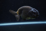 Ranchu  Black 4 Inch (ID#228R8c-69) Free2Day SHIPPING