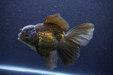 Thai Oranda  Bronze 6 Inch (ID#1105To6a-110)