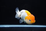 Juvenile Lionchu  Red White 3.5 Inch (ID#1217R11b-11) Free2Day SHIPPING