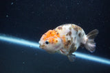 Milk Cow Ranchu  Calico 4 Inch (ID#1011R9a-69) Free2Day SHIPPING