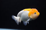 Juvenile Lionchu  Red White 3.5 Inch (ID#1217R11b-11) Free2Day SHIPPING