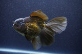 Thai Oranda  Bronze 6 Inch (ID#1105To6a-110)