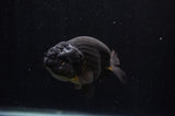 Ranchu  Black 4 Inch (ID#228R8c-69) Free2Day SHIPPING