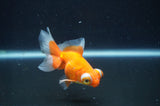 Butterfly  Red White 3.5 Inch (ID#408B8b-41) Free2Day SHIPPING