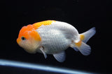 Juvenile Lionchu  Red White 3.5 Inch (ID#1217R11b-11) Free2Day SHIPPING