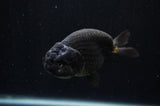 Ranchu  Black 4 Inch (ID#228R8c-69) Free2Day SHIPPING