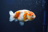 Ranchu  Calico 3.5 Inch (ID#1001R5c-76) Free2Day SHIPPING