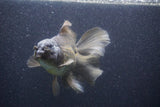 Thai Oranda  Bronze 6 Inch (ID#1105To6a-110)