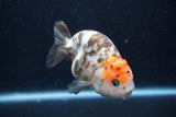 Milk Cow Ranchu  Calico 4 Inch (ID#1011R9a-69) Free2Day SHIPPING