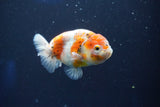 Ranchu  Calico 3.5 Inch (ID#1001R5c-76) Free2Day SHIPPING