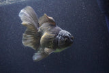 Thai Oranda  Bronze 6 Inch (ID#1105To6a-110)