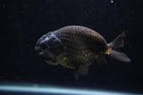 Ranchu  Black 4 Inch (ID#228R8c-69) Free2Day SHIPPING