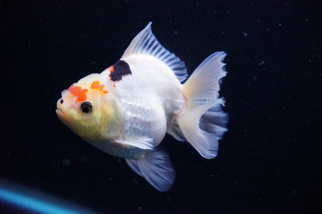 Thai Oranda  Tricolor 4 Inch (ID#1114T8a-52) Free2Day SHIPPING