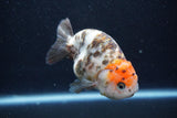 Milk Cow Ranchu  Calico 4 Inch (ID#1011R9a-69) Free2Day SHIPPING