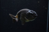 Ranchu  Black 4 Inch (ID#228R8c-69) Free2Day SHIPPING