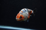 Juvenile Ranchu  Calico 3.5 Inch (ID#1203R9b-60) Free2Day SHIPPING