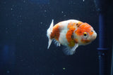 Ranchu  Calico 3.5 Inch (ID#1001R5c-76) Free2Day SHIPPING