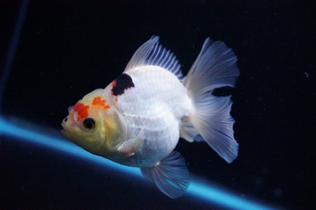 Thai Oranda  Tricolor 4 Inch (ID#1114T8a-52) Free2Day SHIPPING
