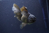 Thai Oranda  Bronze 6 Inch (ID#1105To6a-110)