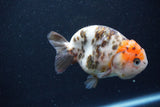 Milk Cow Ranchu  Calico 4 Inch (ID#1011R9a-69) Free2Day SHIPPING