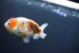 Ranchu  Calico 3.5 Inch (ID#1001R5c-76) Free2Day SHIPPING