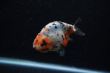 Juvenile Ranchu  Calico 3.5 Inch (ID#1203R9b-60) Free2Day SHIPPING