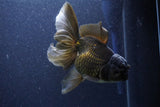 Thai Oranda  Bronze 6 Inch (ID#1105To6a-110)