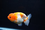 Juvenile Lionchu  Red White 3 Inch (ID#1217R11b-12) Free2Day SHIPPING