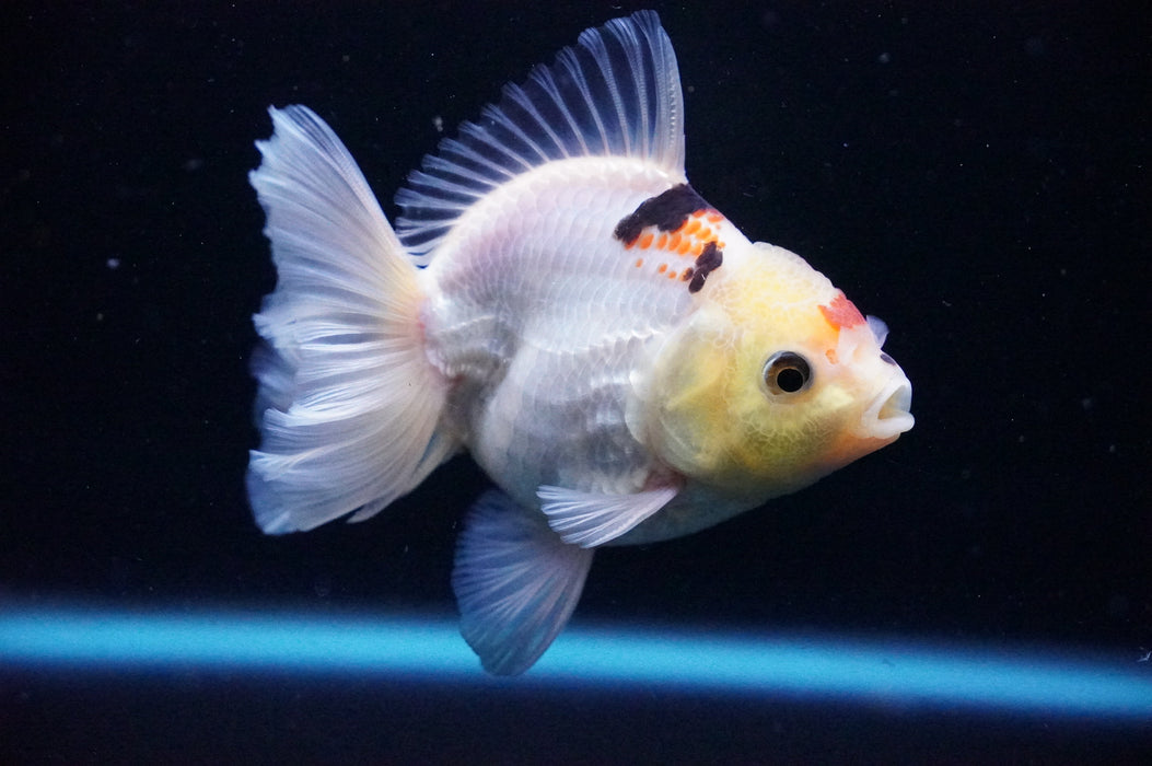 Thai Oranda  Tricolor 4 Inch (ID#1114T8a-52) Free2Day SHIPPING