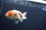 Ranchu  Calico 3.5 Inch (ID#1001R5c-76) Free2Day SHIPPING