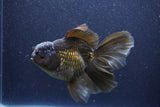 Thai Oranda  Bronze 6 Inch (ID#1105To6a-110)