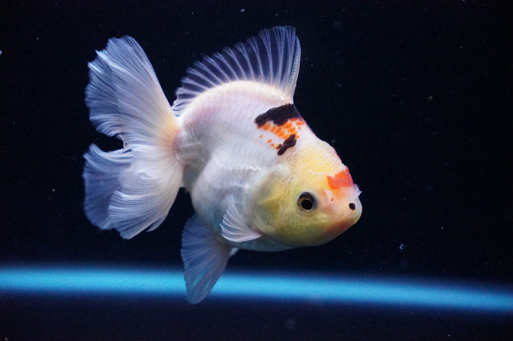 Thai Oranda  Tricolor 4 Inch (ID#1114T8a-52) Free2Day SHIPPING