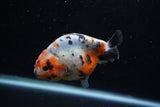 Juvenile Ranchu  Calico 3.5 Inch (ID#1203R9b-60) Free2Day SHIPPING