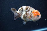 Milk Cow Ranchu  Calico 4 Inch (ID#1011R9a-69) Free2Day SHIPPING