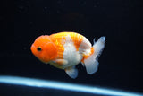 Juvenile Lionchu  Red White 3 Inch (ID#1217R11b-12) Free2Day SHIPPING